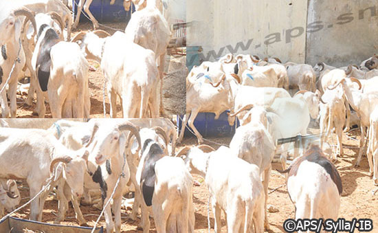 Lendemain de Tabaski: Des moutons restent invendus à Dakar et Rufisque