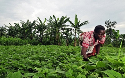 Agriculture: La production agricole de 2015 est estimée à  cinq millions de tonnes( Rapport)