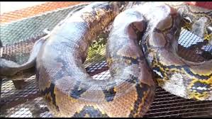 Diourbel: Un python de 8 mètres terrorise le Baol