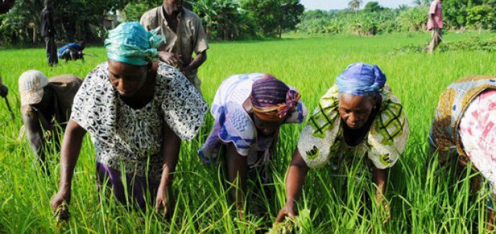 En Casamance, à Essyl, Baasaf, Saré Demba Foréa, le matériel agricole fait le bonheur des femmes