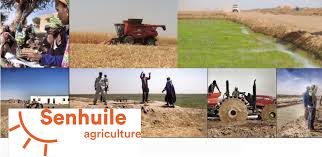 Agriculture: Senhuile invitée à intégrer la chaîne de valeur de rizicole