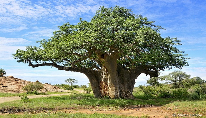 Saly-Portudal: Un Baobab en symbole du PSE