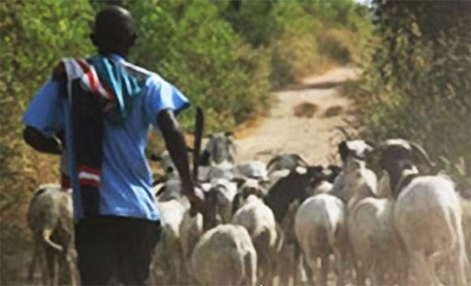 Lutte contre le vol de bétail : le préfet de Fatick annonce une série de mesures