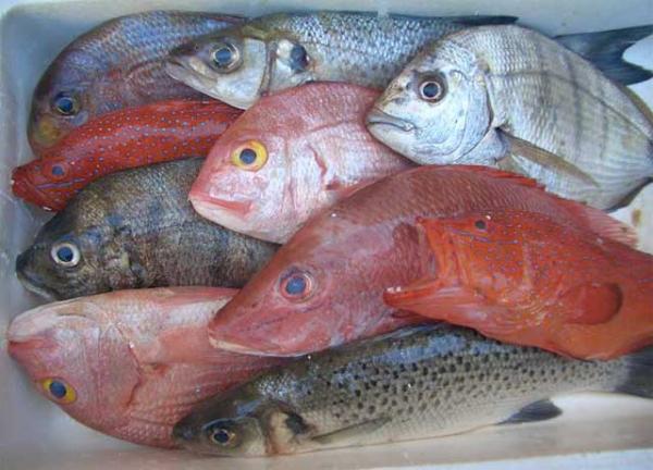 Pêche: Plus de 1,6 million de tonnes de poissons pêchées annuellement  dans les eaux ouest-africaines(Officiel)