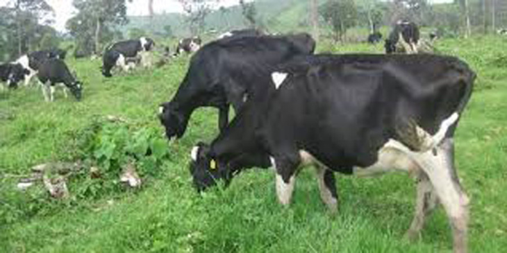 Elevage: Importation de 1000 vaches pour améliorer la production laitière(Officiel)