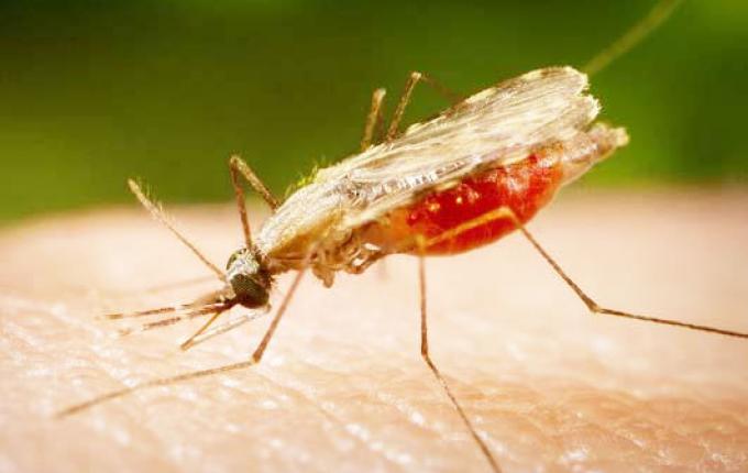 SANTE: L’Etat met 65 milliards pour la lutte contre le paludisme