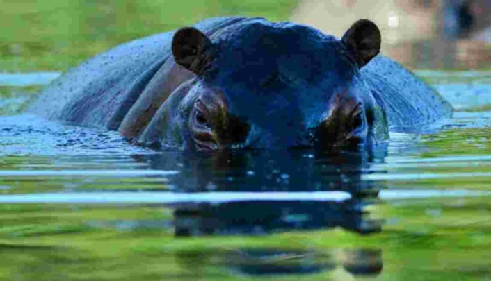 L'hippopotame, un rôle écologique important