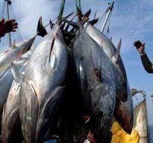 Pêche : l’Etat interpellé sur les problèmes du secteur