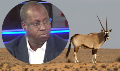 Abdou Karim Sall sur les gazelles mortes : "Cela ne m'ébranle pas…"
