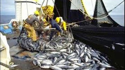 Licences de pêche : Greenpeace invite le Sénégal à s’inspirer de la Mauritanie