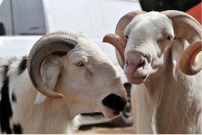 Soutien aux démunis: La Déléguée générale de la DGPSN procèdera à la remise symbolique de moutons ce mardi 30 septembre 2014 à partir de 11 heures