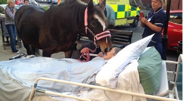 ROYAUME-UNI: Réunie avec son cheval à l’hôpital, avant de mourir