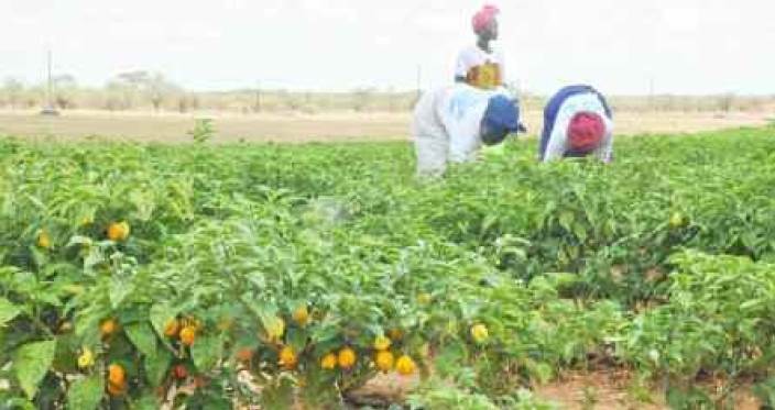 Agriculture: "90.000 ha seront dédiés au développement agro-pastoral d'ici à 2017 selon le PM