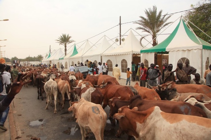Cheikh Béthio fait circuler dans Touba plus de 2000 boeufs