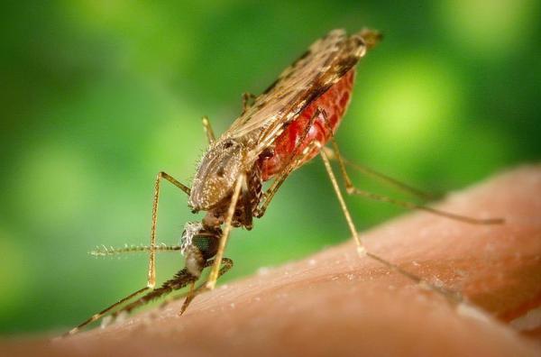 Baisse du taux de prévalence du paludisme: 526 décès enregistrés en 2015 au Sénégal