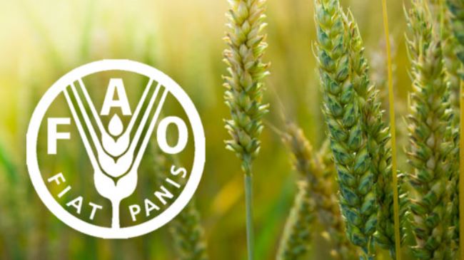 Agriculture: La FAO demande " un financement urgent’’ pour aider les agriculteurs éthiopiens à ensemencer leurs champs