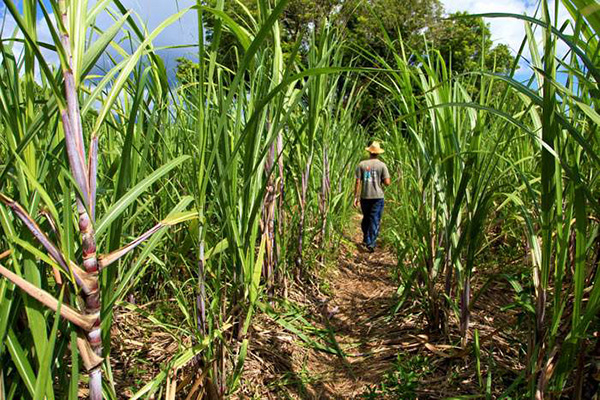Industrie-perspectives: " La CSS cherche 3-500 hectares de terre pour accompagner la croissance de la consommation de sucre(DG)