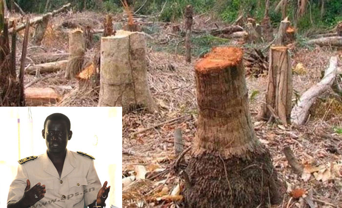 Trafic de bois à Ziguinchor: L'armée se charge des zones réputées dangereuses (Gouverneur)