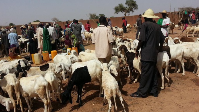 ETUDE: Comment la sécheresse fragilise les éleveurs en Afrique de l'Ouest
