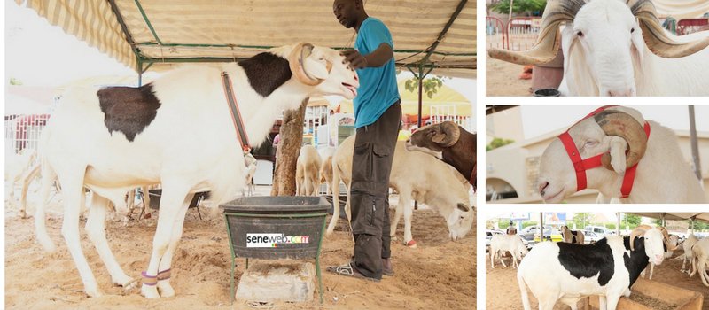 Tabaski-bétail: Le président Sall veut des moutons à des prix accessibles