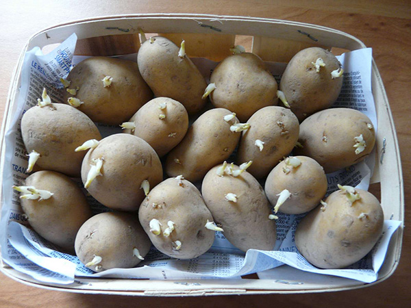 Consommation: Saisie de 15 tonnes de pommes de terre avariées par brigade de Thiaroye
