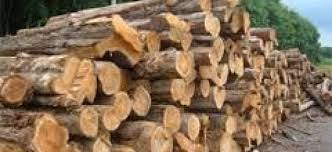 Trafic de bois: Plus de 500 tronc découverts dans les forêts de Maka et de Dialocoto