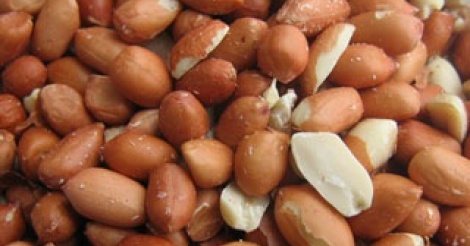 " Yaakar et Rafète Kaar", 2 nouvelles semences d’arachide à la disposition des producteurs dès 2017