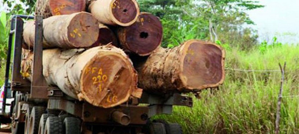 Trafic illicite de bois : Macky Sall décrète une "tolérance zéro"