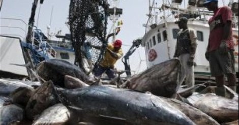 Hausse de 15,3% des débarquements de la pêche à fin septembre 2016