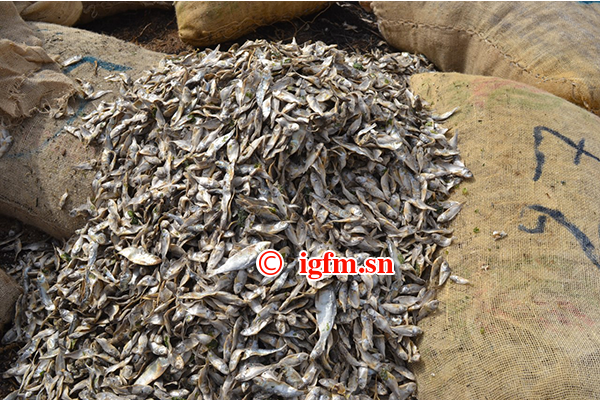 Pêche illicite: 225 sacs de petites sardinelles en partance pour le Togo saisis et incinérés