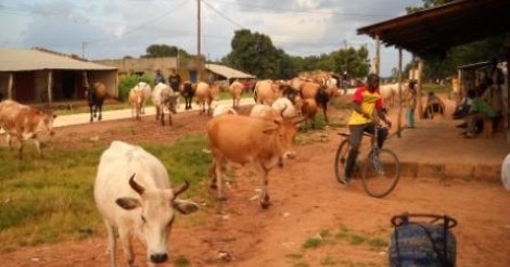 Sédhiou : L’association Le Gabou veut une paix durable entre éleveurs et égriculteurs