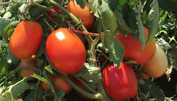Le Sénégal vers une interprofessionnelle de la tomate industrielle