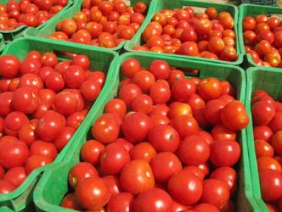 Tomate industrielle: Une production de 80000 tonnes attendue dans la vallée(LE SOLEIL)