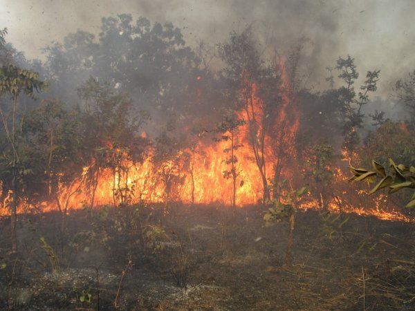 Feux de brousse à Thiés: 881 hectares devastés