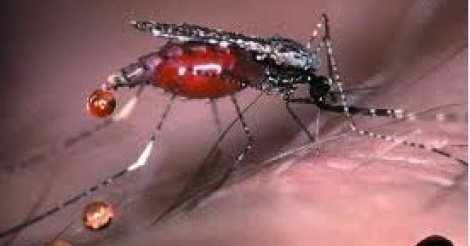 Le paludisme, responsable de la baisse de performances scolaires (médecin)