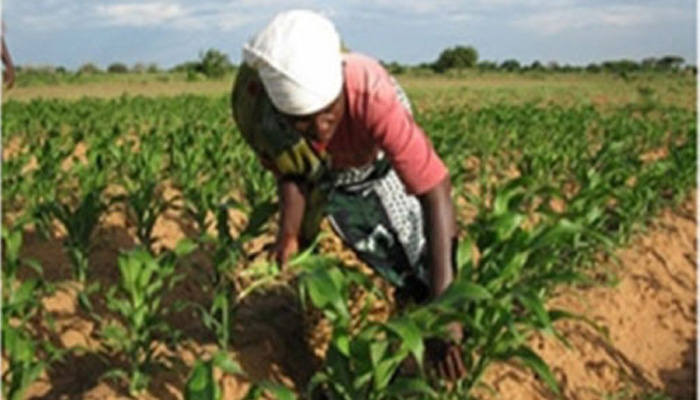 Agriculture: Baisse progessive des surfaces agricoles à Dakar: Une enquête sonne l'alerte