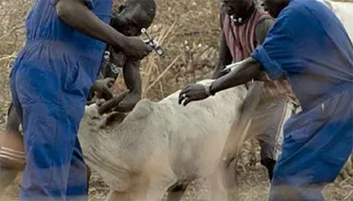 Santé: Les éleveurs de Dakar invités à faire vacciner leurs cheptels