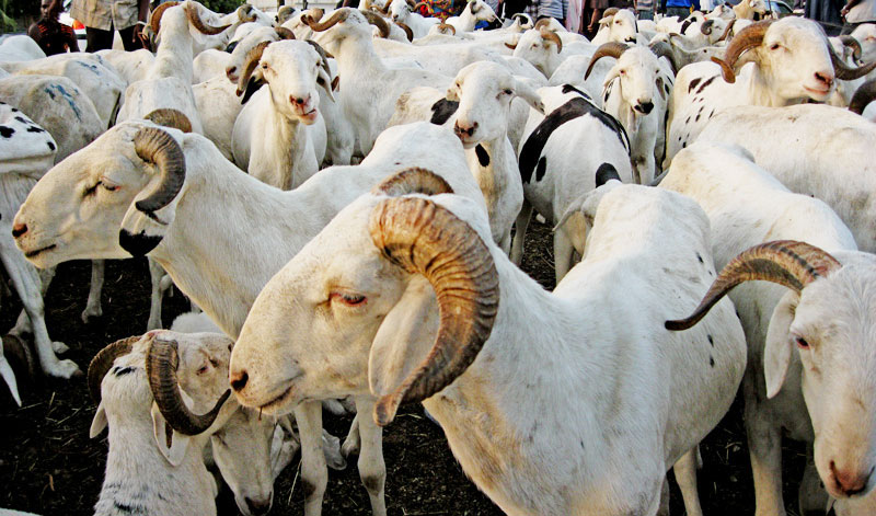 TABASKI: À Dakar, Plus de 60 mille moutons n'ont pas trouvé preneurs