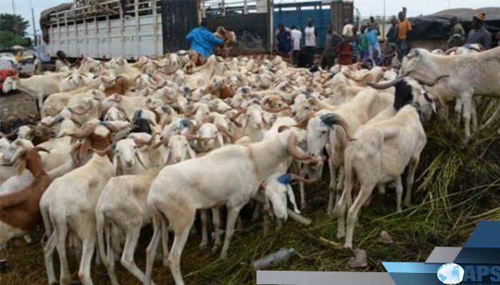 Approvisionnement en mouton pour la Tabaski: Les services de l'élevage de Fatick donnent des assurances