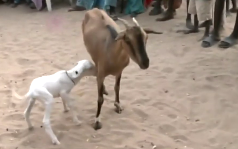 Video: Incroyable mais vrai: une chèvre qui donne naissance à une agnelle