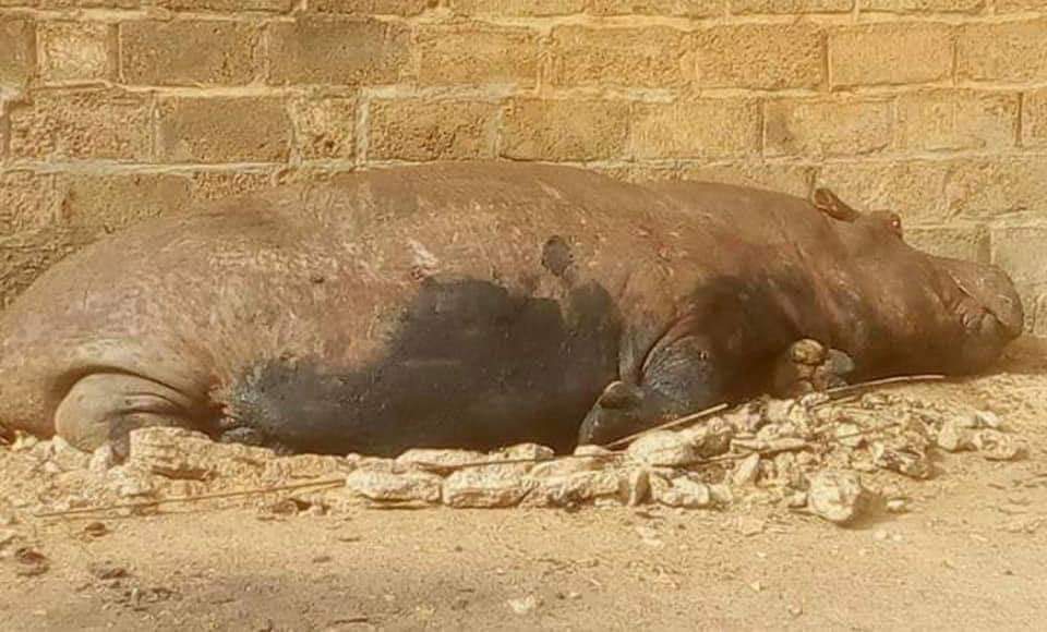 Un hippopotame qui sème la panique à Kédougou abattu
