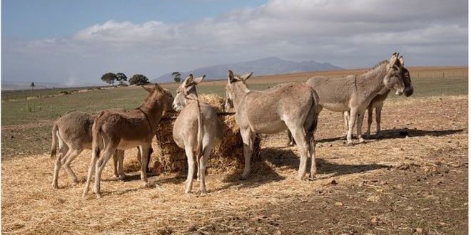 Vers l'interdiction des "loumas" pour sauver les 430.000 animaux restants dans le monde rural ?