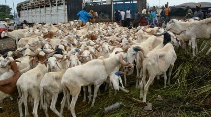 Tabaski 2020: Plus de 150.000 moutons invendus