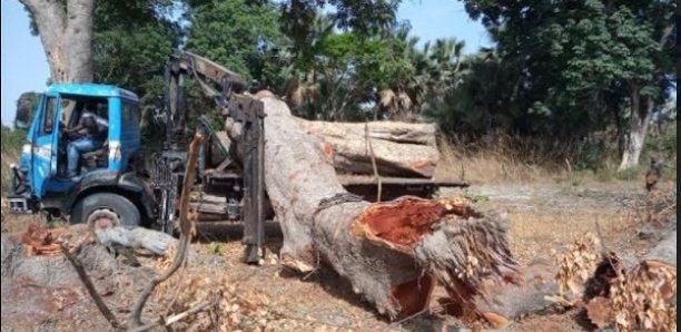 Trafic de bois en Casamance : Un camion de Khaya saisi