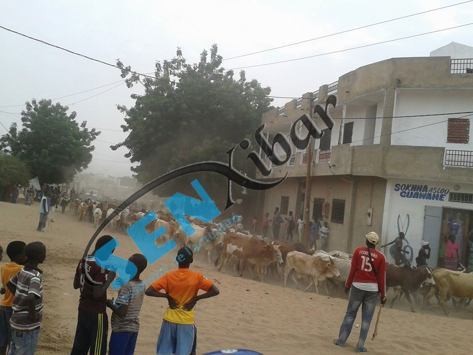 Images et video arrivée des bœufs de cheikh Biethio a Touba