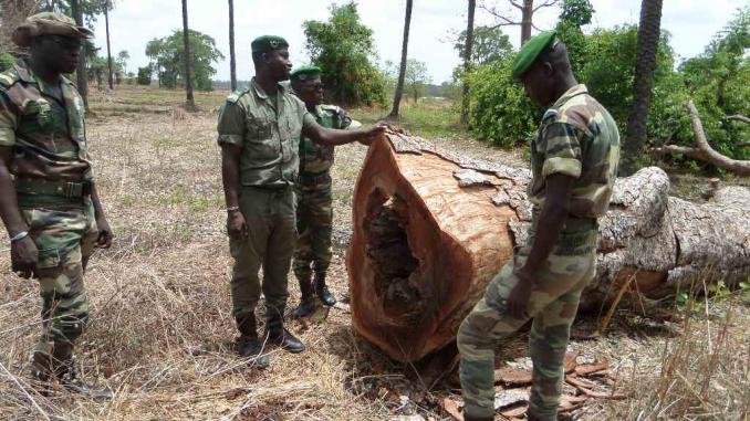 Macky Sall : « Plus un seul arbre ne sera abattu en Casamance »