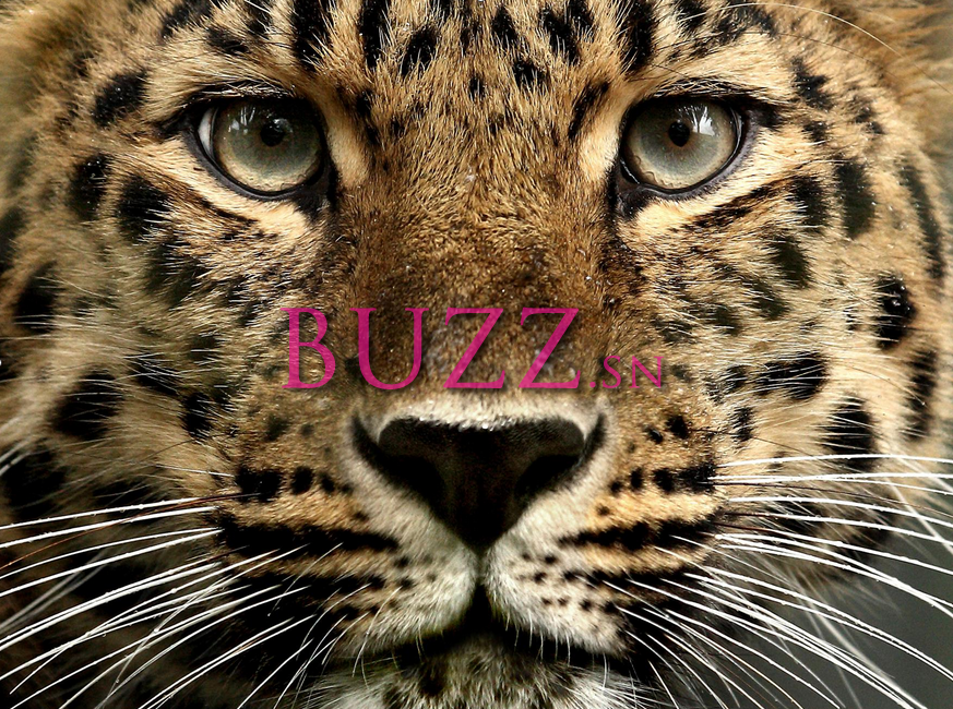 Vidéo Buzz INSOLITE : un léopard mange les fesses d’un homme et sème la panique !