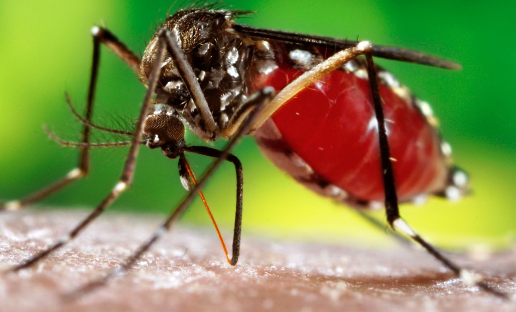 Info pratique:  La dengue, c'est quoi?