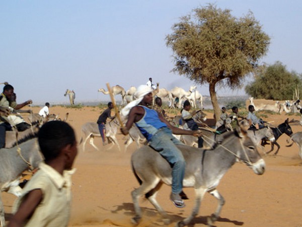 Bientôt un championnat national de courses de Mbaam (ânes) au Sénégal