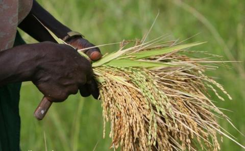 Robert Sagna, ancien ministre de l'Agriculture: «Ce n’est pas possible d’atteindre l’autosuffisance en riz en 2017»